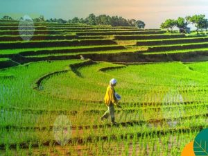 Foto: Kawasan pertanian (ISTIMEWA)