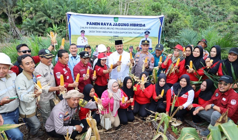 Madu Kelulut dan Pertanian Jagung, Strategi Inovatif untuk Ketahanan Pangan Kukar