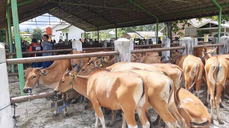 Pemkab Kukar Salurkan 333 Sapi Bali untuk Perkuat Ketahanan Pangan Daerah