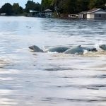Danau Saguntur Sediakan Pakan Pesut Mahakam di Sangkuliman